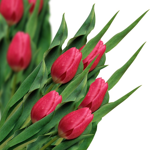 tulpen boeket productfoto