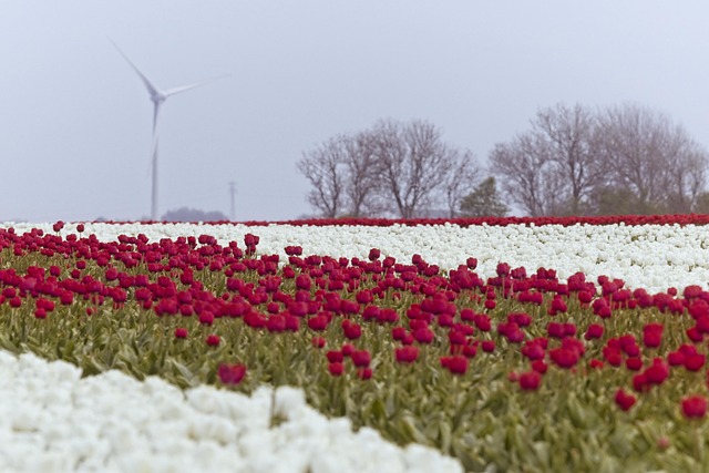 tulpenbollen pakket Nederland met labels en plantinstructies