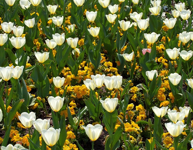 tulpen bloemstuk in winkelwagen overzicht