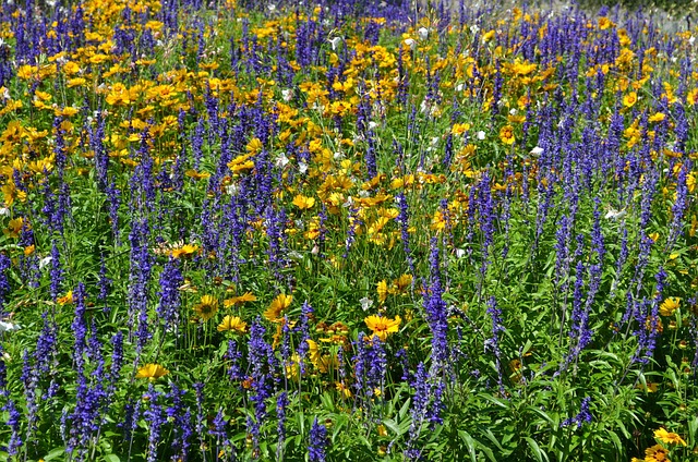 roze tulpen veld met voorjaarslicht en zachte kleuren