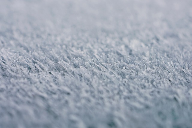 verse Nederlandse tulpen close-up met heldere kleuren en stevige stelen